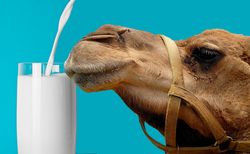 Camel milk SUBBOTA is Milk A 2 close to breast milk, Dry milk hypoallergenic mixture to enhance immunity. Free shipping!