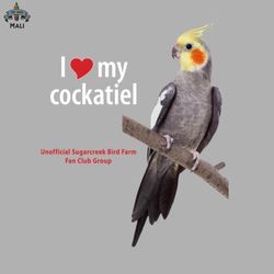 love cockatiel Sublimation PNG Download