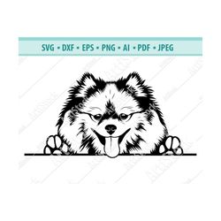Peeking spitz SVG, Paws Dog Svg, Pet logo, Purebred Svg, Fluffy dog Svg, Peeking Dogs SVG, Pomeranian Spitz Clipart, Cri