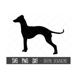 Italian Greyhound svg, dog svg, Greyhound silhouette, Greyhound outline png, Greyhound clipart, dog pet png, dxf, cricut