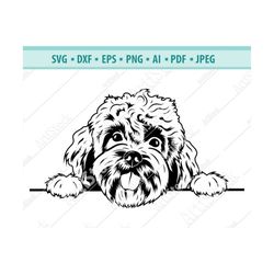 Peeking maltese SVG, Paws Dog Svg, Pet logo Svg, Purebred Fluffy dog Svg, Peeking Dogs SVG, Maltipoo Cut Files, Maltese