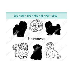 Havanese dog SVG, Havanese Silhouette SVG, Dog SVG, Digital Cutting File, Vector File, Cricut Cut, Instant Download, Svg