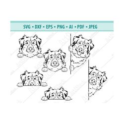 Peeping Australian Sheepdog Svg, Australian Sheepdog Svg, Peeping smiling dog Svg, pet breed logo, paw puppy Svg, purebr