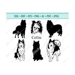 Collie SVG - Collie Silhouette SVG - Dog SVG - Digital Cutting File - Vector File - Cricut Cut - Instant Download - Svg,