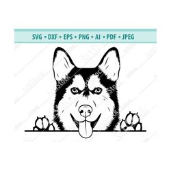 Peeking Siberian Husky SVG, Paws Dog Svg,Purebred logo, Purebred dog Svg, Peeking Dogs SVG, Husky Cut Files, Husky Clipa