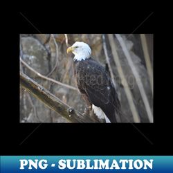 Bald Eagle - Digital Sublimation Download File - Perfect for Personalization