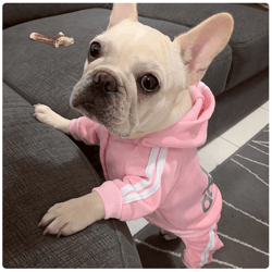 New Pet Dog Clothes Spring Dog Hoodies Coat Letter Cute Small Dogs Chihuahua Pug Yorkshire Puppy Pet Hoodie Cat Clothing