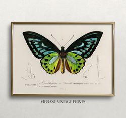 Butterfly Wall Art  Vintage Wall Art  Vintage Butterfly Print  Green Butterfly Art  Antique Print  Digital DOWNLOAD PRIN