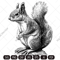 Squirrel SVG, Squirrel shirt, Squirrel png,Squirrel vector, Squirrel detailed,Squirrel poster, Squirrel download