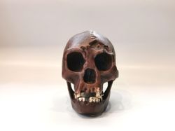 Homo Floresiensis Skull Replica (Hobbit), Full-size 3d printed Flores Man Hominid Skull, Museum Quality