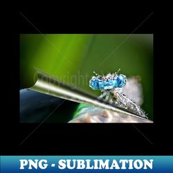 insect macro photography - decorative sublimation png file - create with confidence
