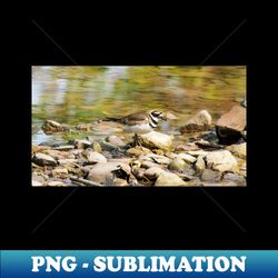 Killdeer Exploring On Some Rocks - Trendy Sublimation Digital Download - Defying the Norms