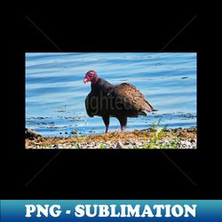 Turkey Vulture Staring A The Camera - Instant PNG Sublimation Download - Instantly Transform Your Sublimation Projects