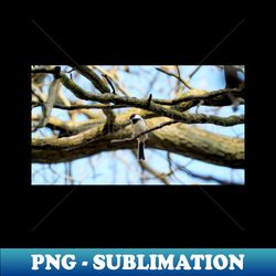 Curious Black-capped Chickadee Perched On a Tree Branch - Exclusive Sublimation Digital File - Transform Your Sublimation Creations