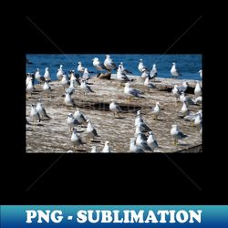A Flock Of Gulls Standing On A Dock - Instant PNG Sublimation Download - Instantly Transform Your Sublimation Projects