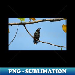 Common Starling - Decorative Sublimation PNG File - Boost Your Success with this Inspirational PNG Download
