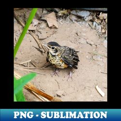 Young American Robin On The Ground - Creative Sublimation PNG Download - Unleash Your Inner Rebellion