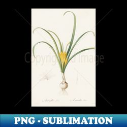 Amaryllis Lutea by Pierre-Joseph Redoute - High-Resolution PNG Sublimation File - Vibrant and Eye-Catching Typography