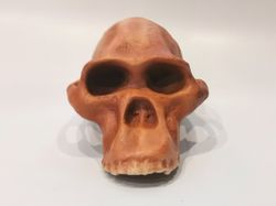 Australopithecus africanus Skull Replica, Full-size 3d printed Hominid Skull, Museum Quality Anthropology Model