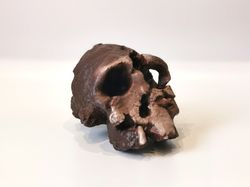Kenyanthropus Platyops Skull Replica, Full-size 3d printed Hominid Skull Without Jaw, Museum Quality