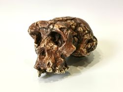 Sahelanthropus Tchadensis Skull Replica, Full-size 3d printed Hominid Skull Without Jaw, Museum Quality