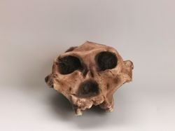 Paranthropus Robustus Swartkrans Skull Replica, Full-size 3d printed Hominid Skull, Museum Quality
