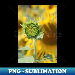The Blooming of a Flower in the Sun - Premium Sublimation Digital Download - Perfect for Creative Projects