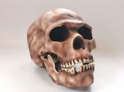 Homo Sapiens Skull Replica Skhul 5, Full-size 3d printed Hominid Skull, Museum Quality Anthropology Model