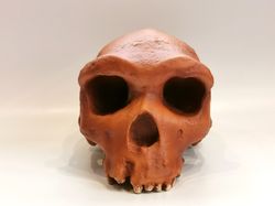 Homo Heidelbergensis Rhodesian Man Skull Replica, Full-size 3d printed Hominid Skull, Museum Quality
