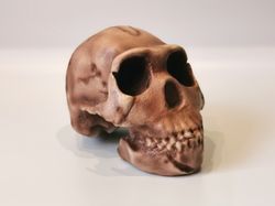 Homo Naledi Skull Replica of DH1 Find, Full-size 3d printed Hominid Skull, Museum Quality