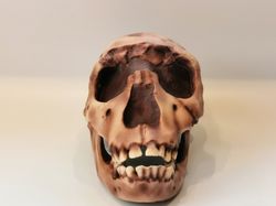 Homo Ergaster Skull Replica Turkana Boy, Full-size 3d printed Hominid Skull, Museum Quality