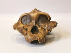 Paranthropus Boisei Skull Replica, Full-size 3d printed Hominid Skull Without Jaw, Museum Quality