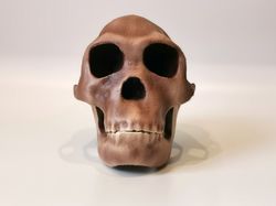 Homo Habilis Skull Replica, Full-size 3d printed Hominid Skull of Handy Man, Museum Quality