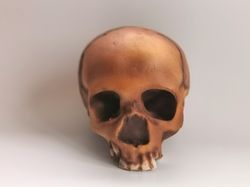 Homo Neanderthal from Teshik-Tosh Skull Replica, Full-size 3d printed Hominid Skull, Museum Quality