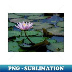 meditation wall art print - water lily meditation - canvas photo print artboard print poster canvas print - exclusive sublimation digital file - bring your designs to life
