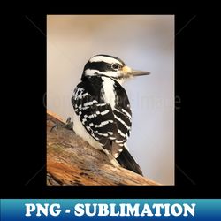 Hairy Woodpecker bird North American Bird Songbird Backyard Bird - High-Quality PNG Sublimation Download - Capture Imagination with Every Detail