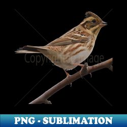 Rustic Bunting Bird Vector Isolated - High-Quality PNG Sublimation Download - Perfect for Personalization