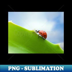 wall art - ladybird ladybug ascent - photo print canvas artboard print canvas print - png transparent sublimation file - stunning sublimation graphics