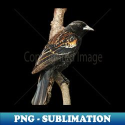 Red Winged Blackbird without background in image-choose red to display on store front - Creative Sublimation PNG Download - Spice Up Your Sublimation Projects