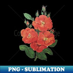 Vintage Rose Floral Flower Illustration Pretty Red - Special Edition Sublimation PNG File - Bring Your Designs to Life