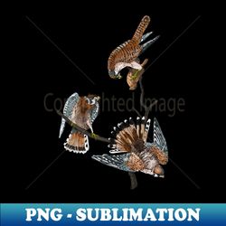 American Kestrel - PNG Transparent Sublimation File - Stunning Sublimation Graphics