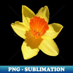 Large Bright and Colorful Spring Daffodil Vector Art Cut Out - Modern Sublimation PNG File - Defying the Norms