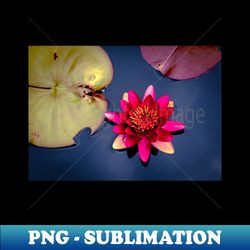 meditation wall art print - water lily meditation - canvas photo print artboard print poster canvas print - png transparent digital download file for sublimation - perfect for creative projects