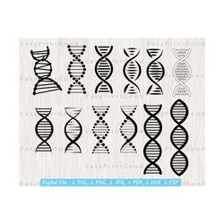 Dna Strand SVG Bundle, 15 Chromosome Laboratory Research, Dna, Genes, Helix, Dna Chain, Genome, Atom, Molecule, Science, Cut file, Cricut