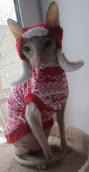 cat clothes, cat hat, sphynx clothes,sphynx hat,  hat for cats