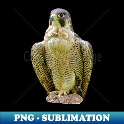 Peregrine falcon - Special Edition Sublimation PNG File - Unleash Your Creativity