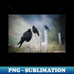 birds   swiss artwork photography - vintage sublimation png download - stunning sublimation graphics