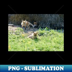Fox puppies  Swiss Artwork Photography - Retro PNG Sublimation Digital Download - Transform Your Sublimation Creations