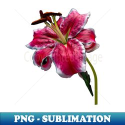 Big Petaled Pink and White Lily - Instant PNG Sublimation Download - Boost Your Success with this Inspirational PNG Download