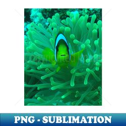 Anemone fish - Instant PNG Sublimation Download - Perfect for Sublimation Art